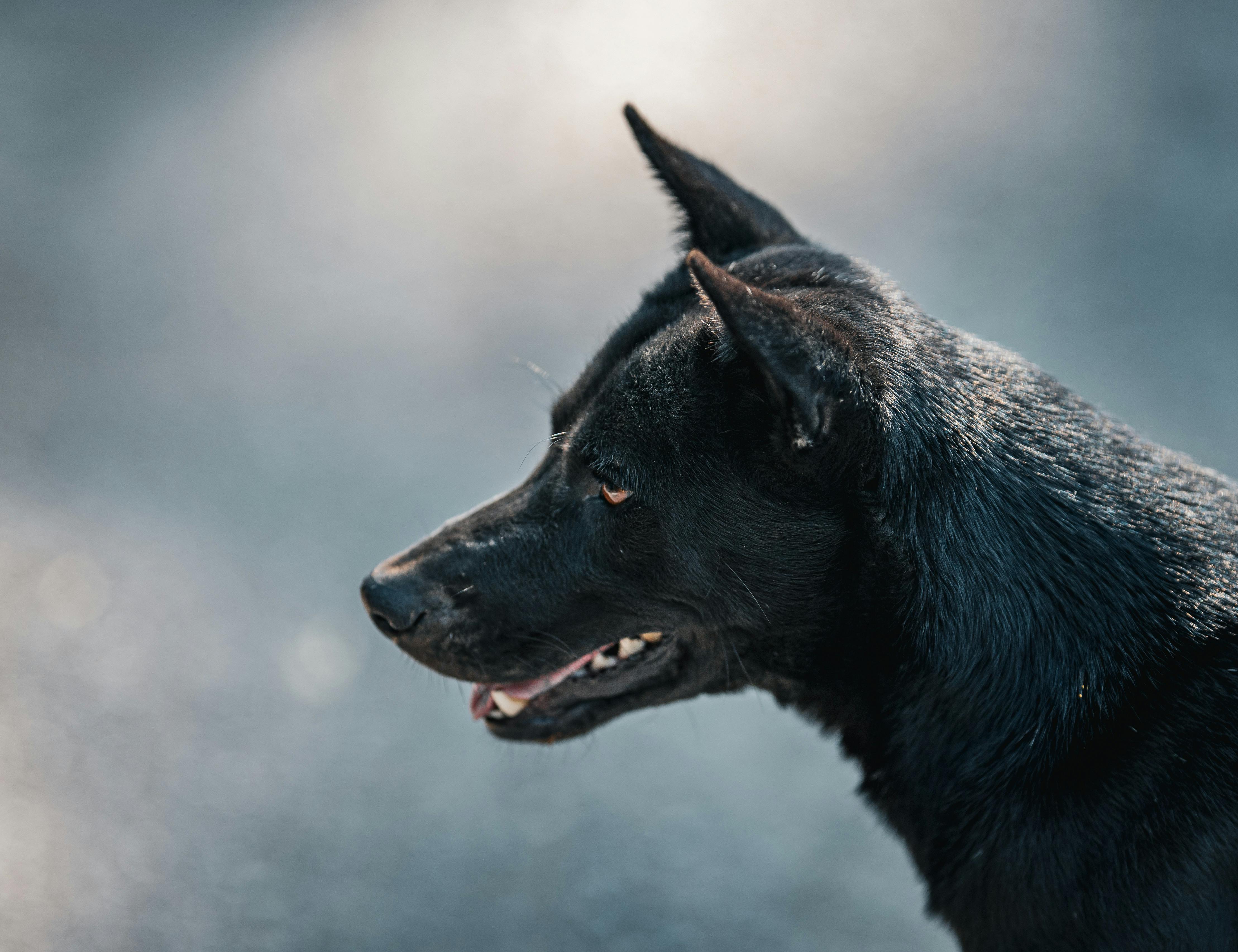 Side profile of a black dog captured outdoors in Thailand, showcasing its glossy fur and alert expression.