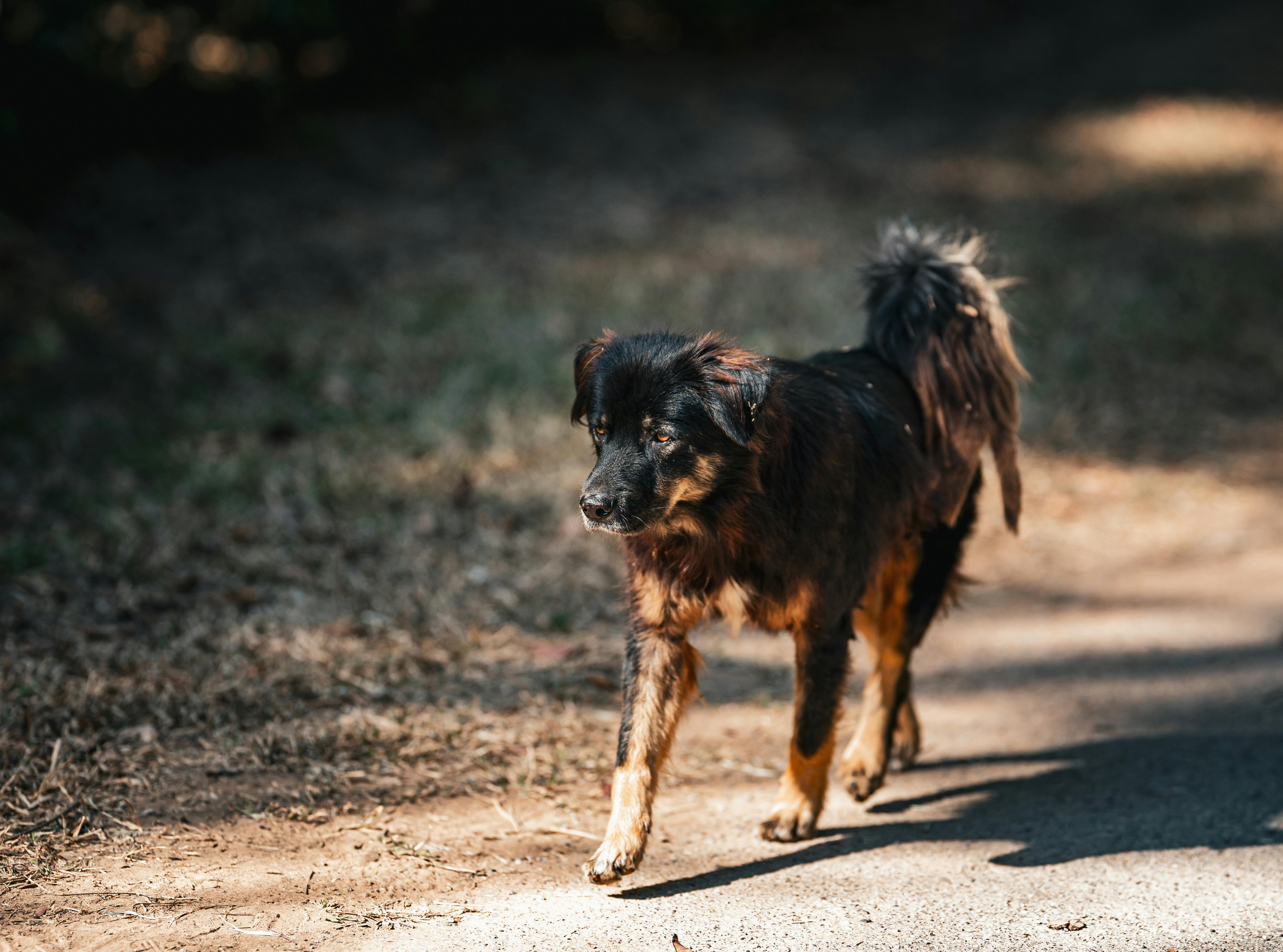 A stray dog strolls along a sunlit path in a serene outdoor Thai setting.