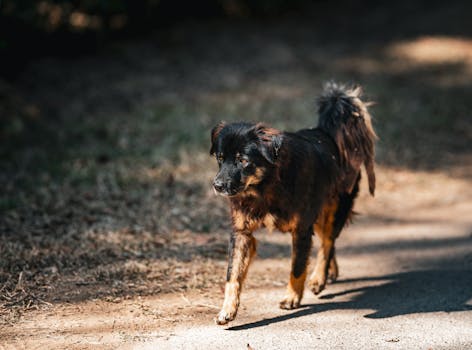Un cane randagio passeggia lungo un sentiero soleggiato in un tranquillo ambiente naturale thailandese.
