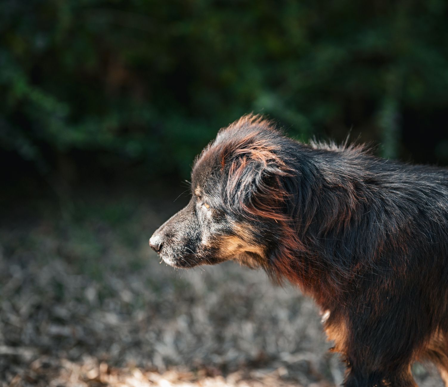 Portrait of a dog at a veterinary clinic