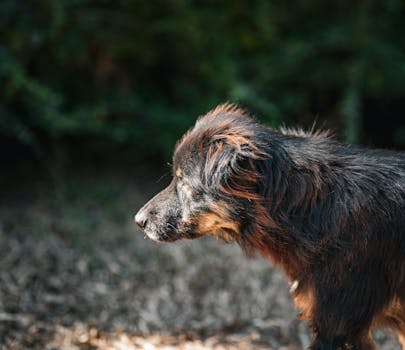 Foto di profilo di un cane all'aperto in Thailandia. La luce del sole ne mette in risalto il pelo su uno sfondo verde.