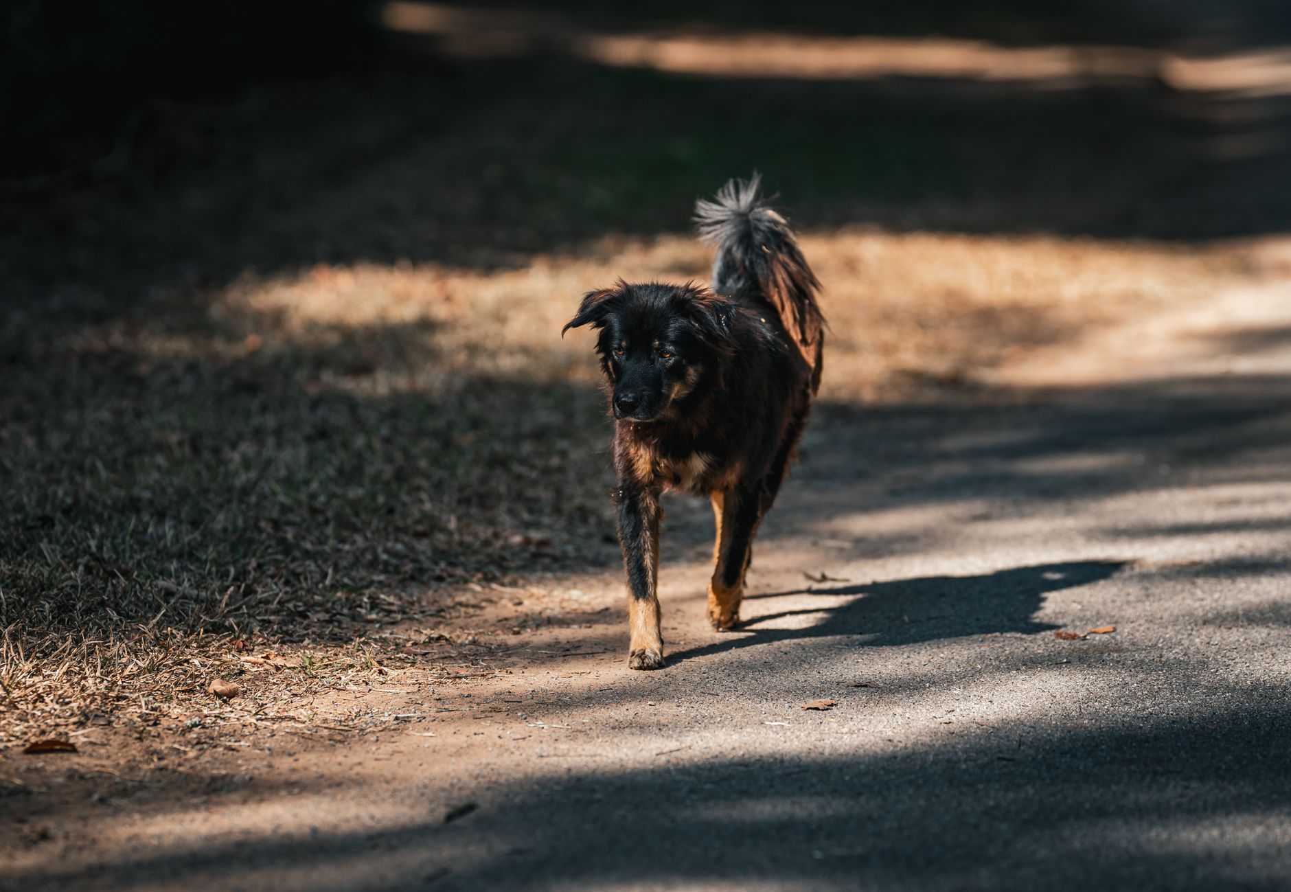 Portrait of a dog at a veterinary clinic
