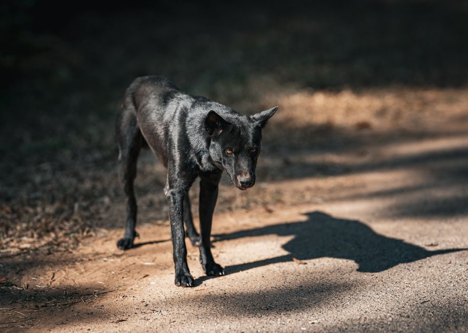 A solitary black dog stands alertly on a sunlit path in Thailand, creating a dramatic shadow.