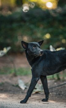 A black dog stands alertly in a natural outdoor setting, captured in Thailand.