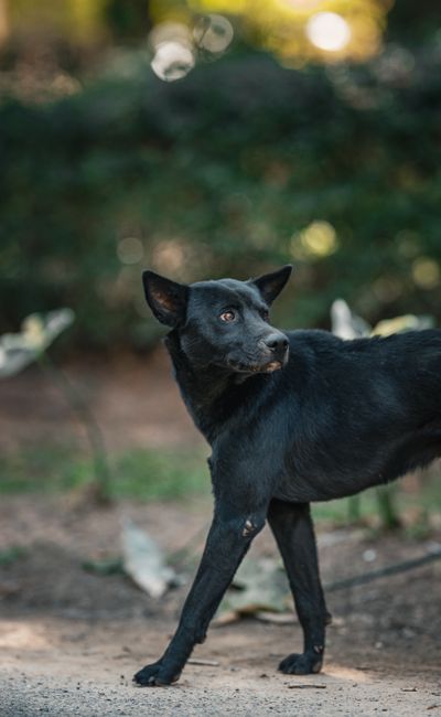 A black dog stands alertly in a natural outdoor setting, captured in Thailand.