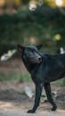 Black Dog Standing Outdoors in Thailand