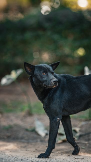 Black dog standing on a path in a green outdoor setting in Thailand.