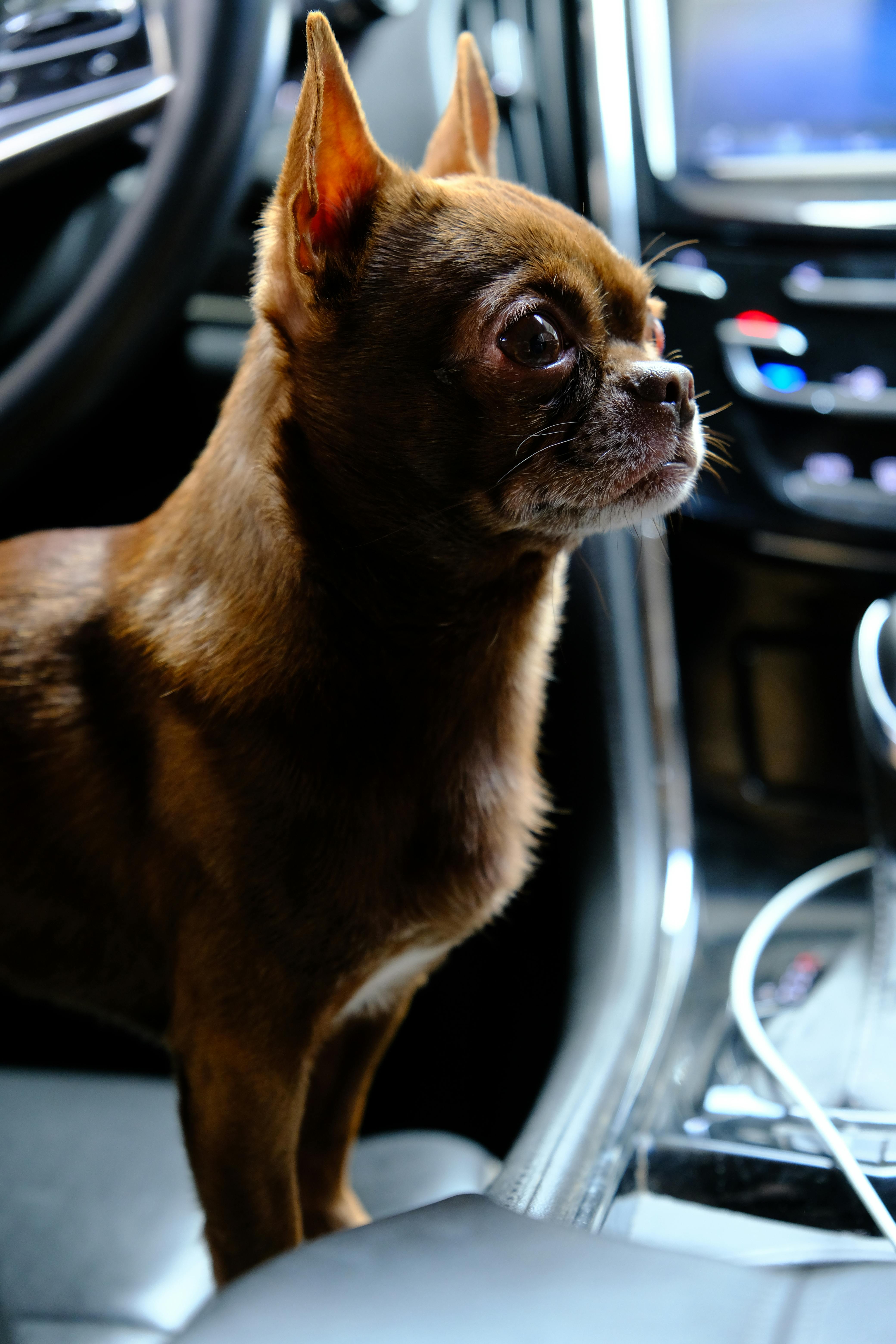 Installing portable pet AC inside vehicle