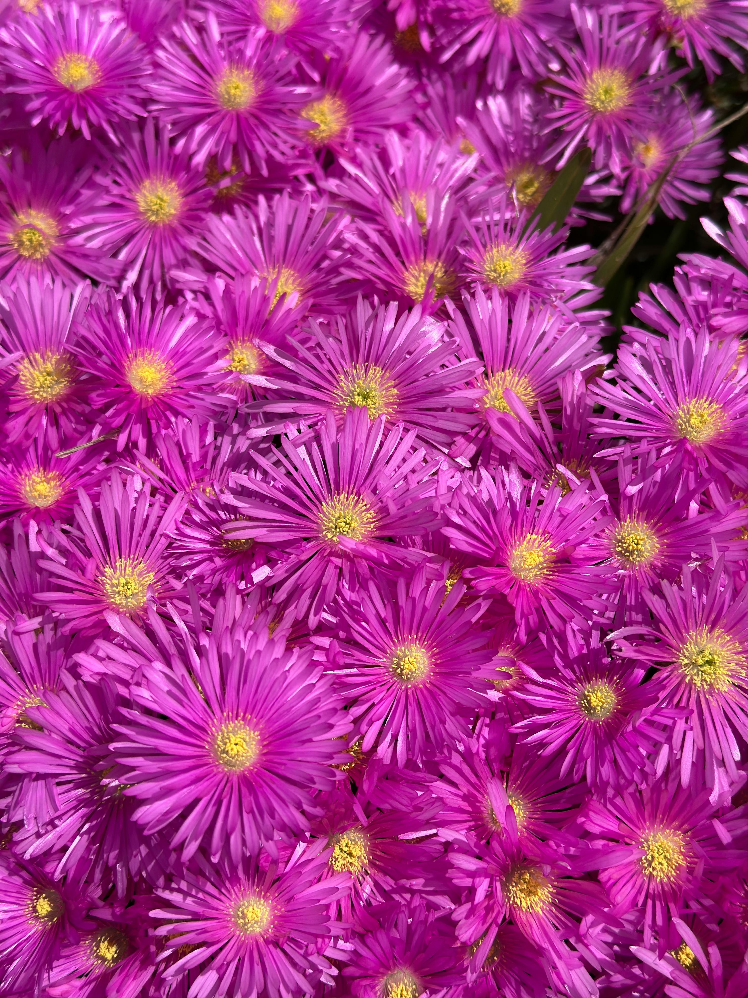 [ColoSach]-a-stunning-display-of-pink-ice-plant-flowers-showcasing-nature's-vibrant-colors.