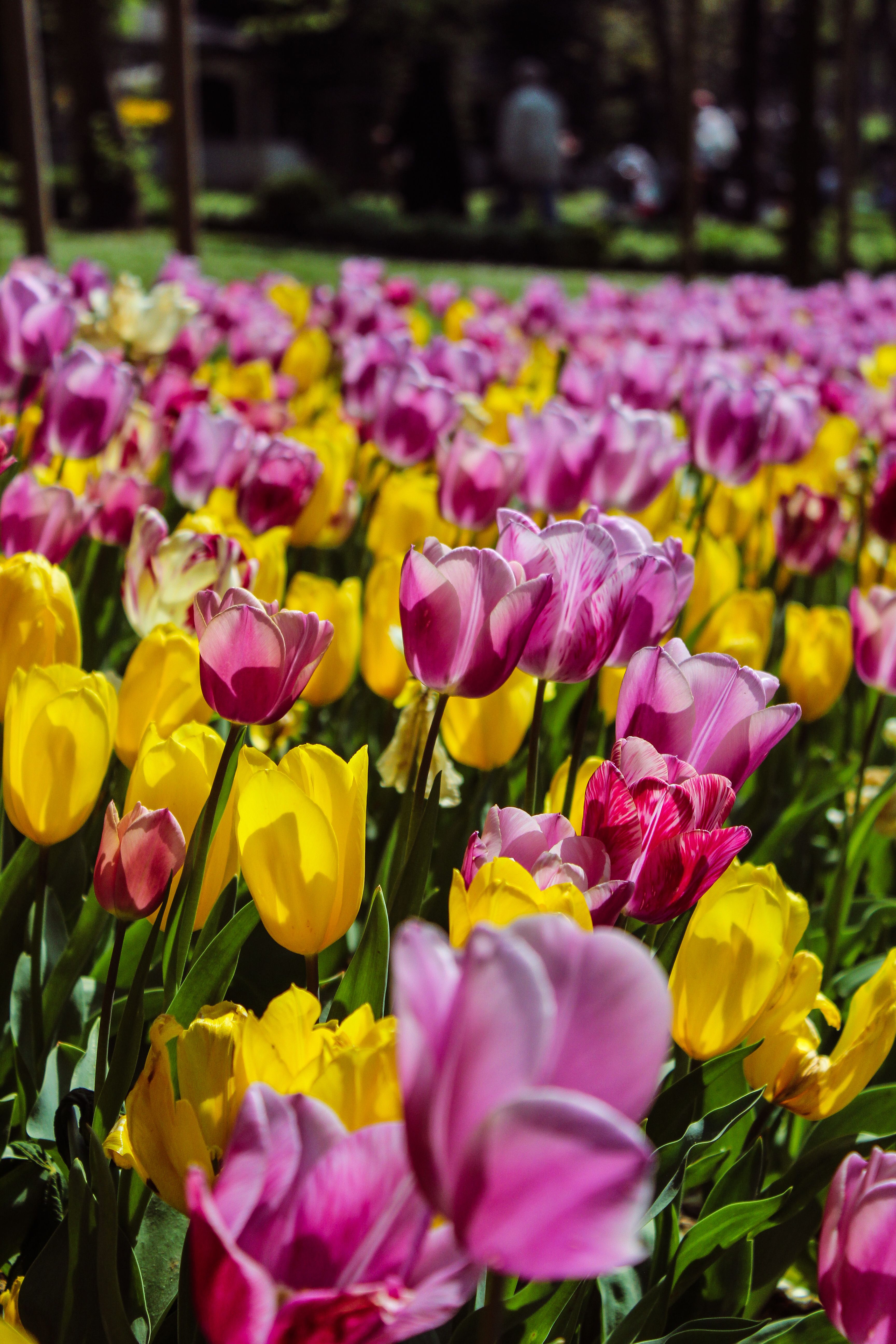 Vibrant Spring Tulip Field in Bloom · Free Stock Photo
