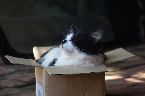 Free Charming black and white cat comfortably lounging in a cardboard box outdoors. Stock Photo
