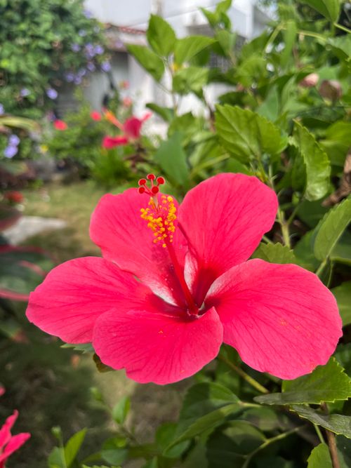 Free Hibiscus Rosa-Sinensis: Cayena Flower Stock Photo