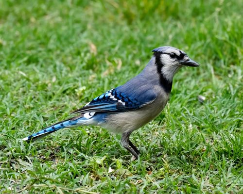 Free A vibrant blue jay standing on lush green grass, showcasing its striking blue feathers. Stock Photo
