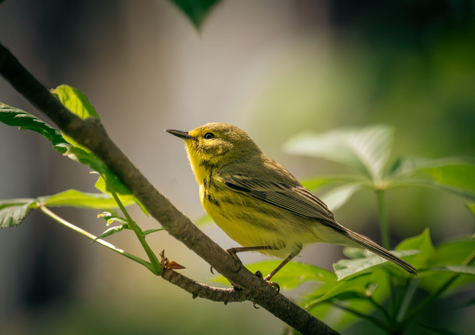 A yellow warbler perched on a branch surrounded by lush green foliage, captured in daylight.