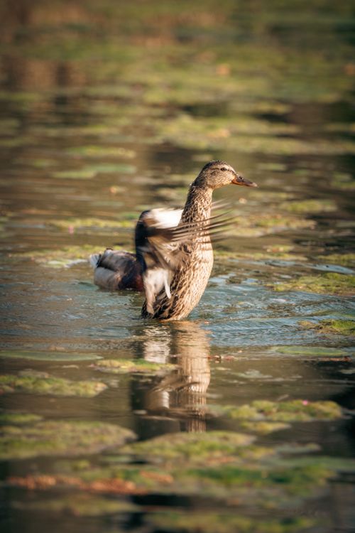 Free A duck flapping its wings gracefully on a serene pond surrounded by moss and lily pads. Stock Photo