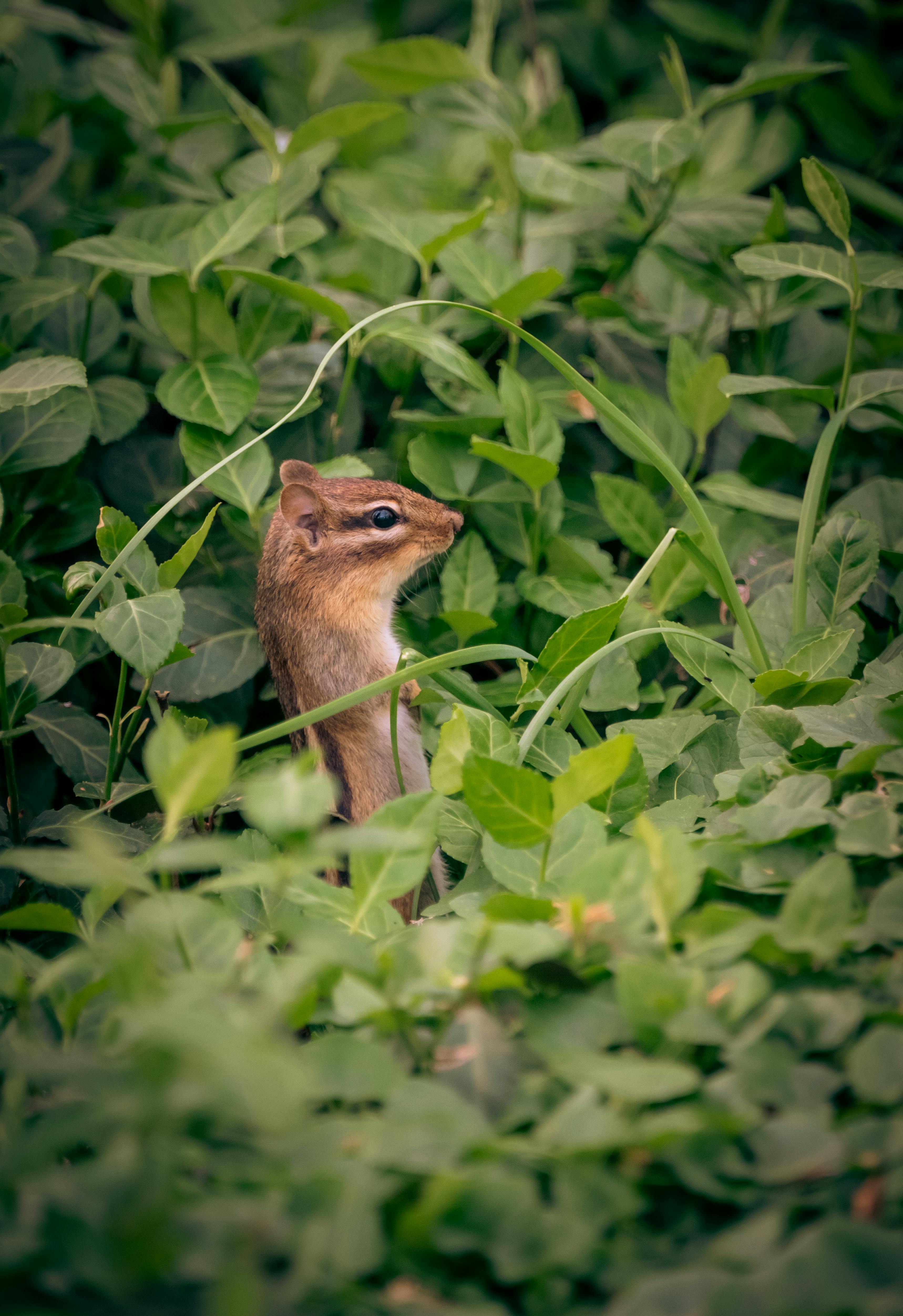 A chipmunk peeks out from lush greenery, showcasing its natural habitat.
