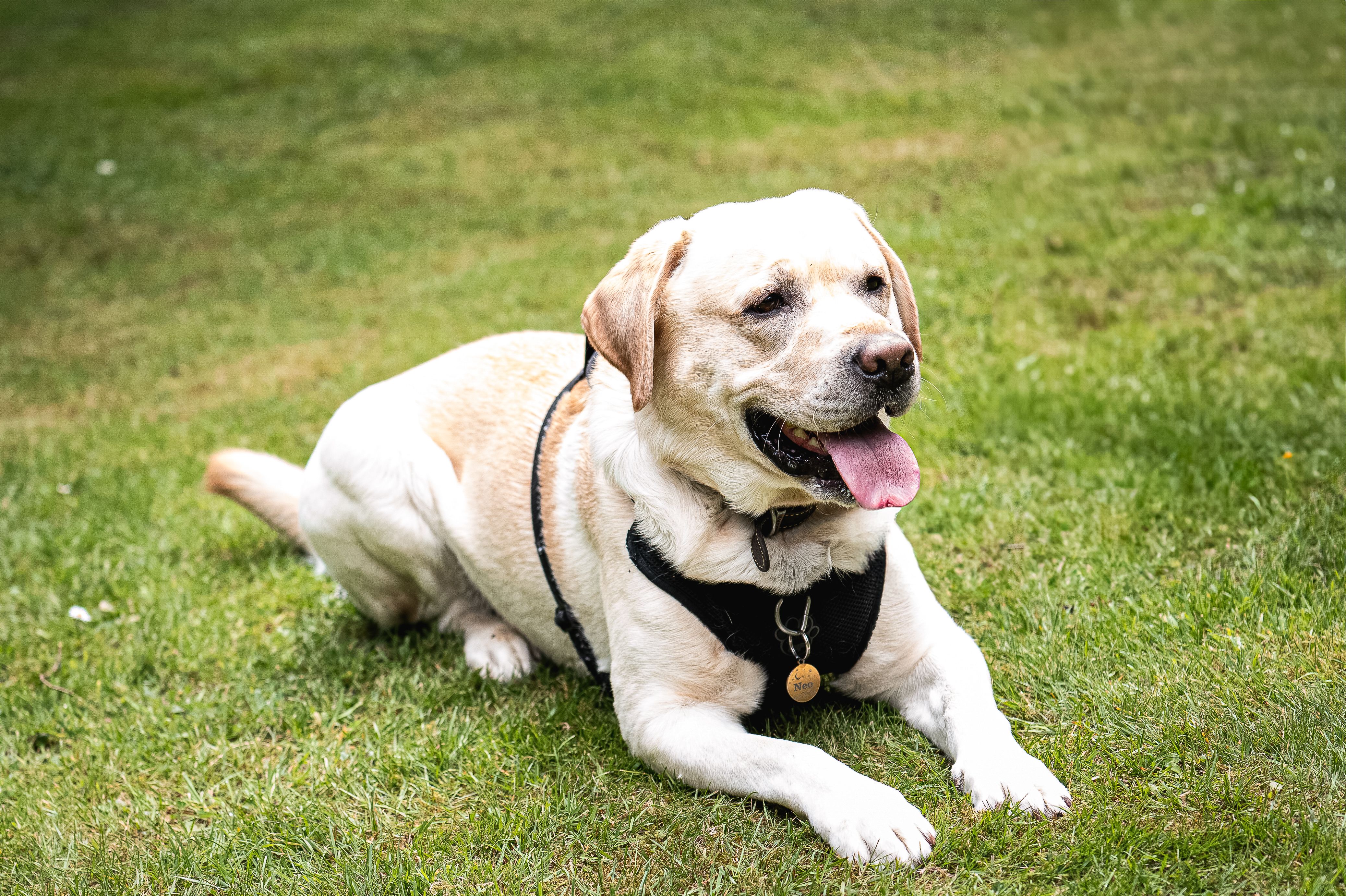 A cheerful Labrador Retriever lying on green grass, tongue out and relaxed, in a sunny park.