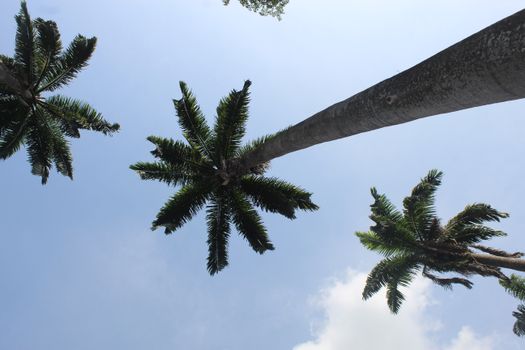 Kakum canopy walk — Ghana