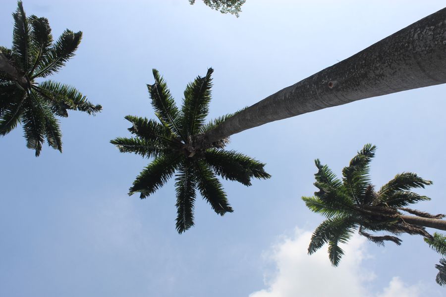 Kakum's canopy walkway