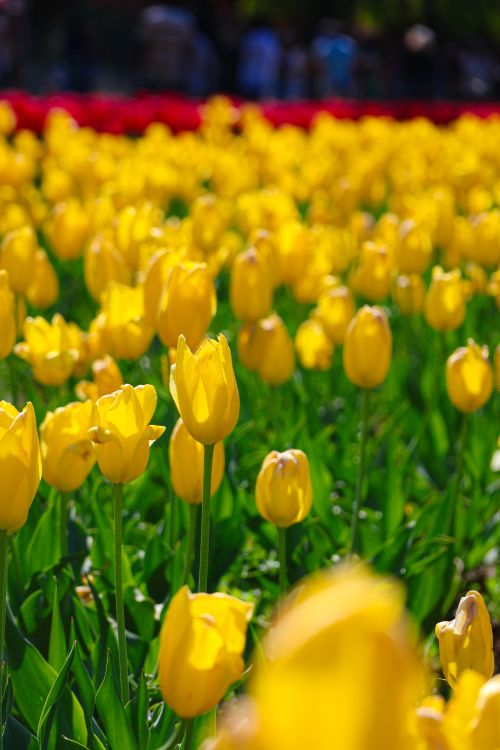 Free A vibrant display of yellow tulips in full bloom during spring at a Srinagar garden under bright daylight. Stock Photo