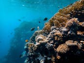 水下镜头展示了充满活力的珊瑚礁，那里充满了多样的海洋生物，清澈的海水中有鱼类