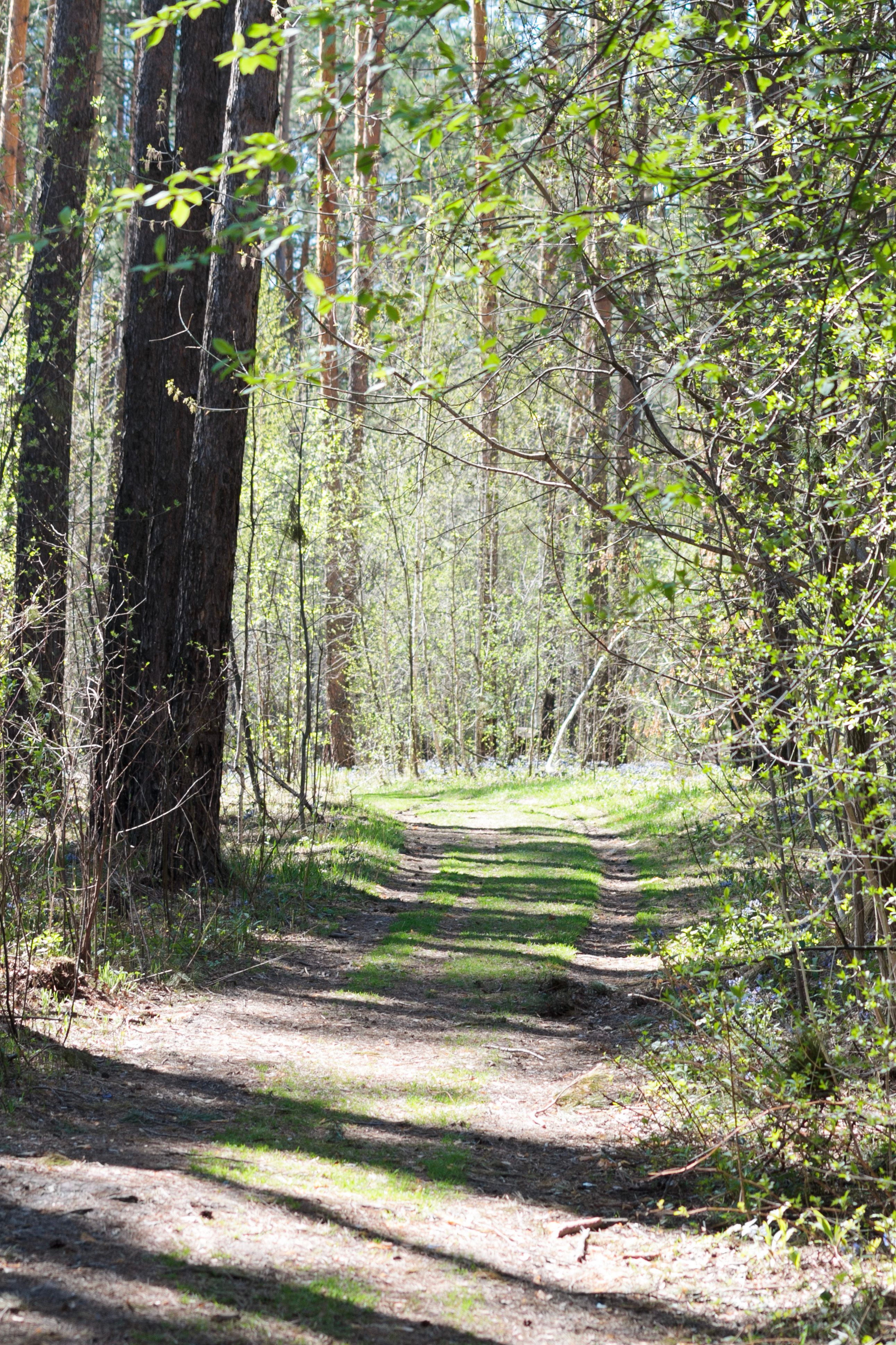 Serene Forest Pathway in Sunlit Spring Woodlands · Free Stock Photo