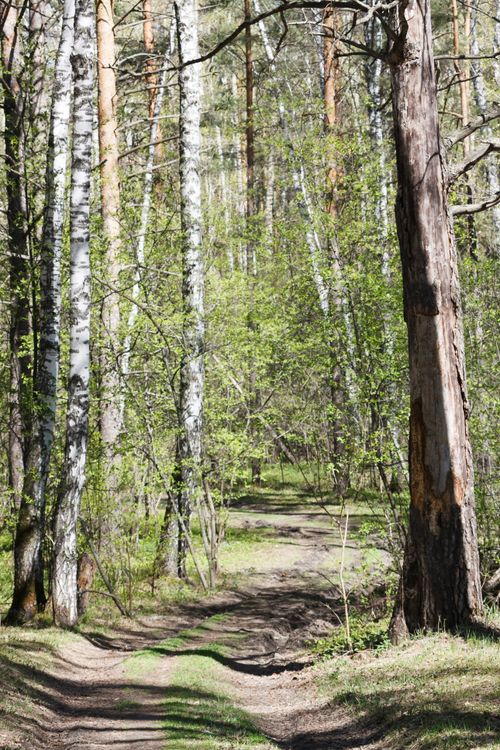 Free A tranquil forest path surrounded by lush birch trees during springtime. Stock Photo
