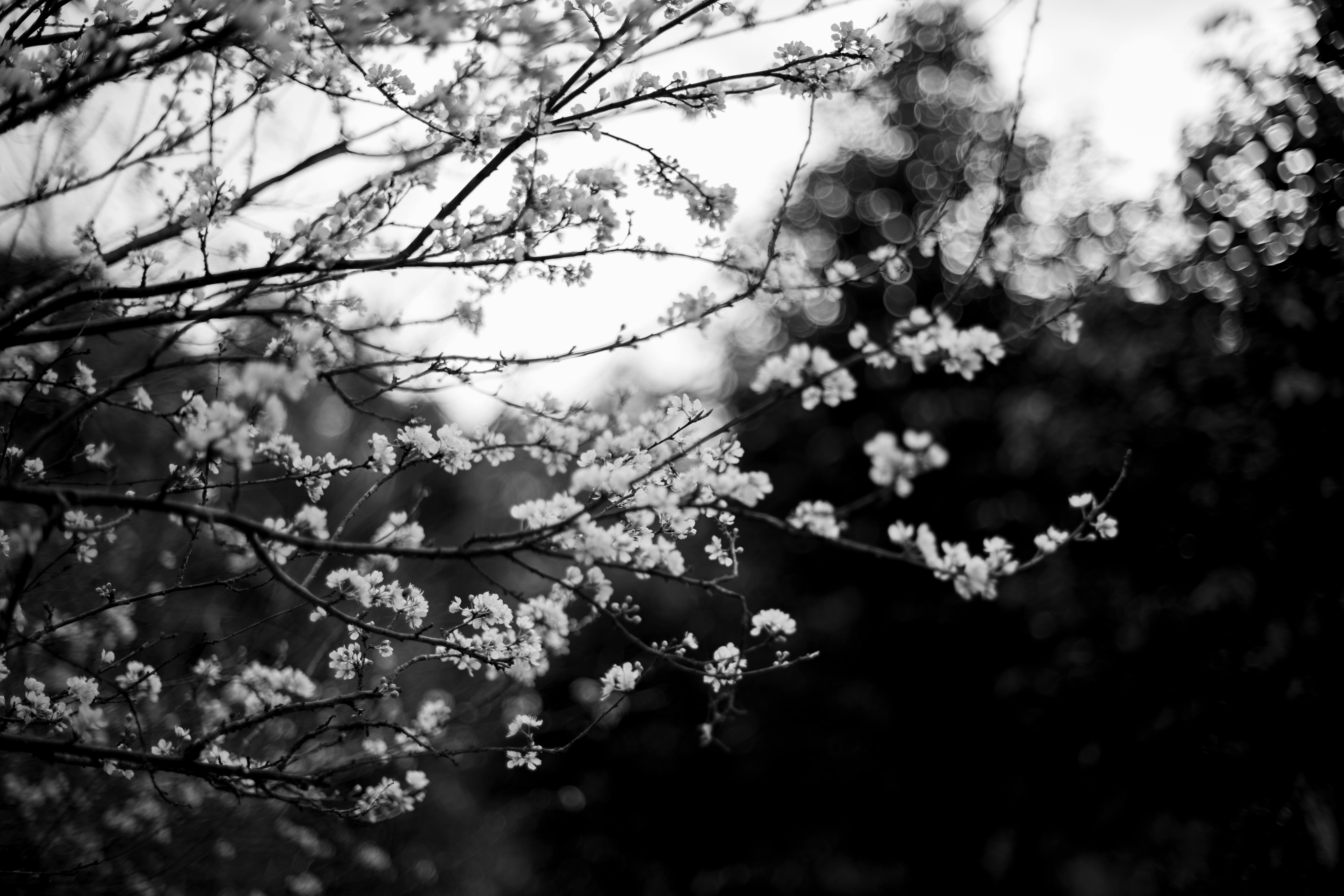 Delicate cherry blossoms in black and white, highlighting nature's elegance with a bokeh effect.