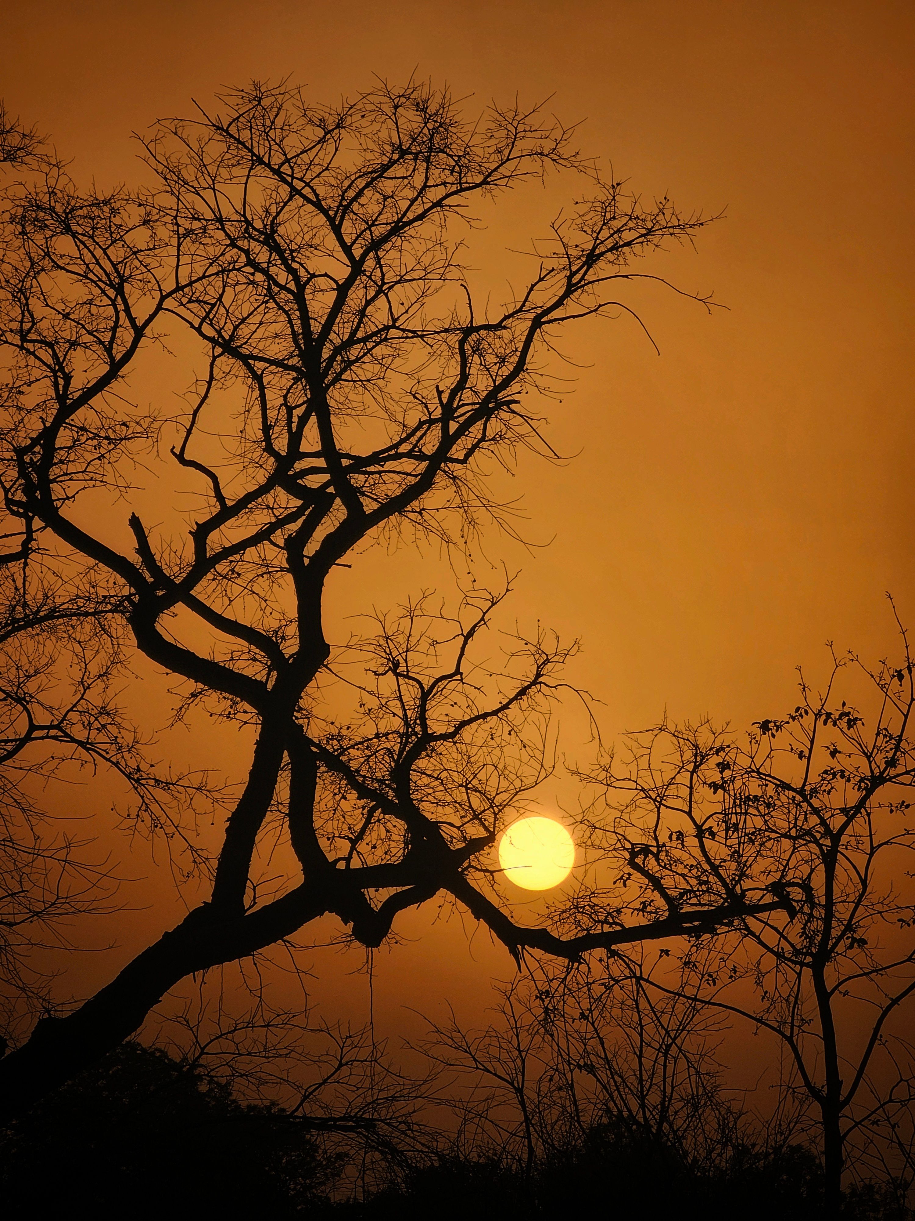 Silhouette of Bare Trees Against a Sunset Sky · Free Stock Photo