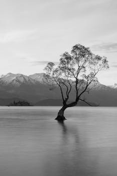 Black and white image of the iconic Wanaka Tree standing in Lake Wanaka, with snowy mountains in the background.