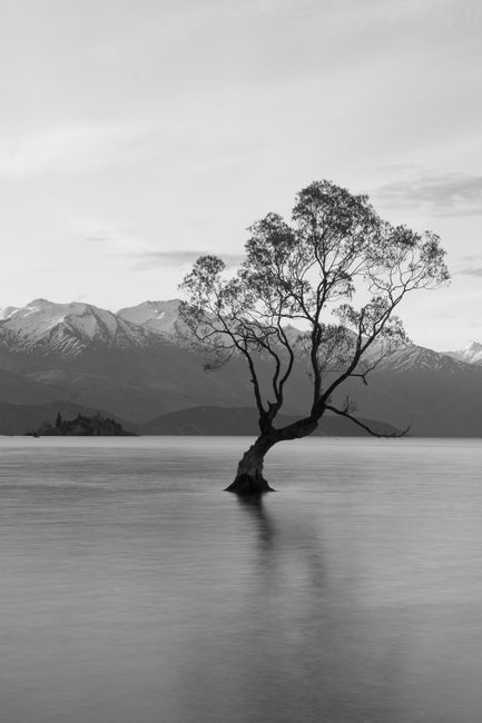 Black and white image of the iconic Wanaka Tree standing in Lake Wanaka, with snowy mountains in the background.