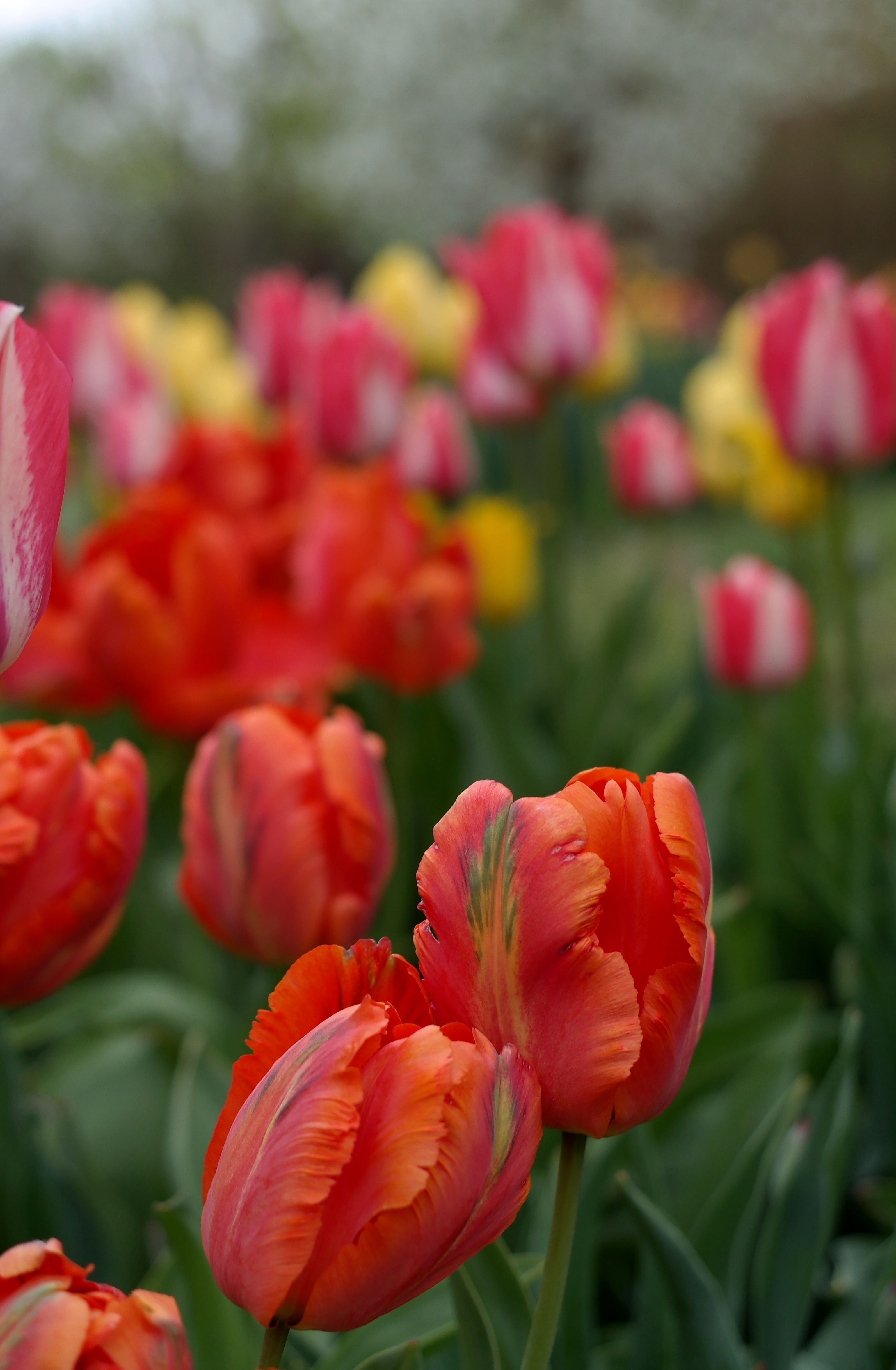Vibrant Tulip Garden in Bloom during Spring · Free Stock Photo