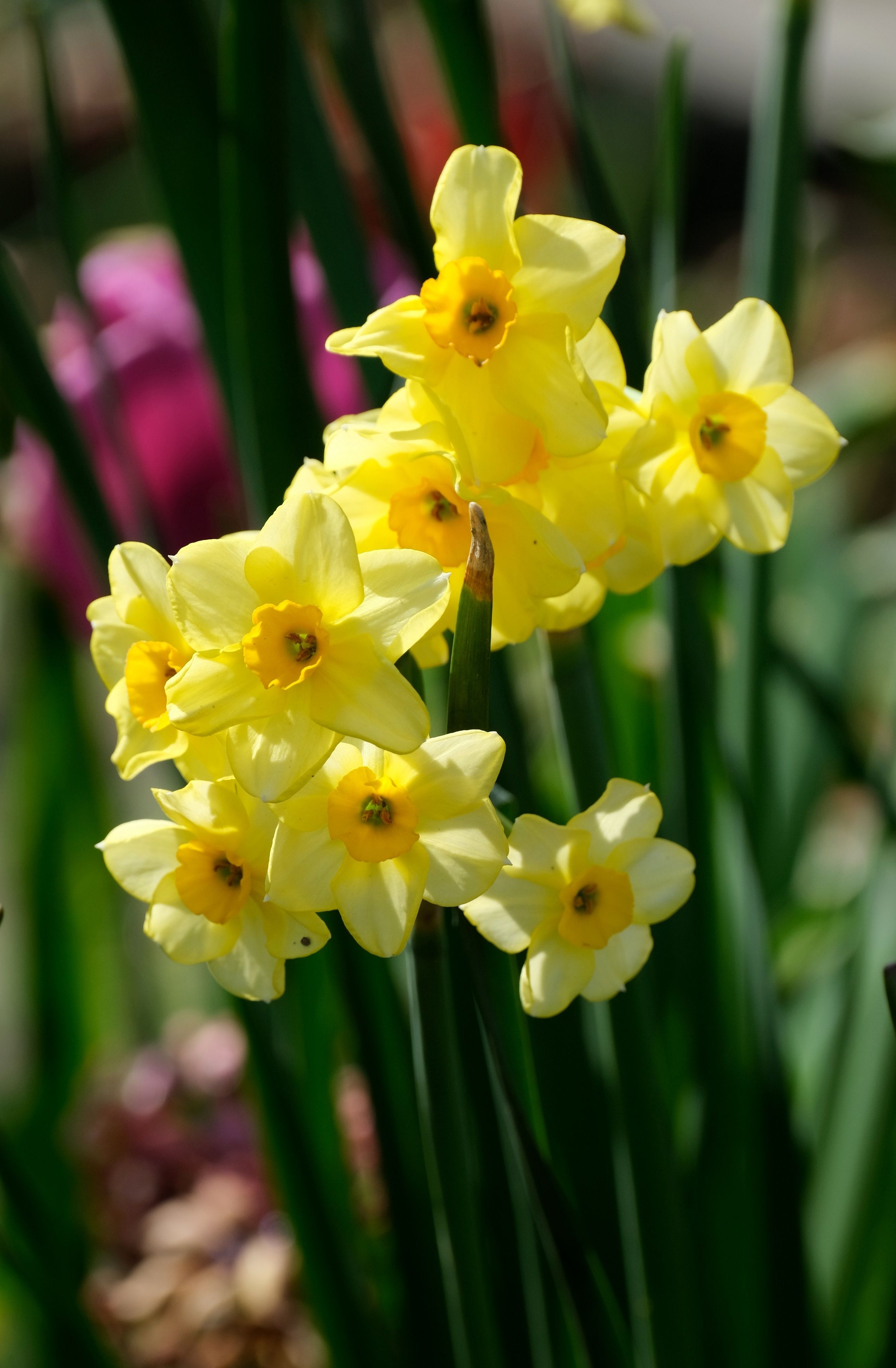 Vibrant Yellow Daffodils in Spring Bloom · Free Stock Photo