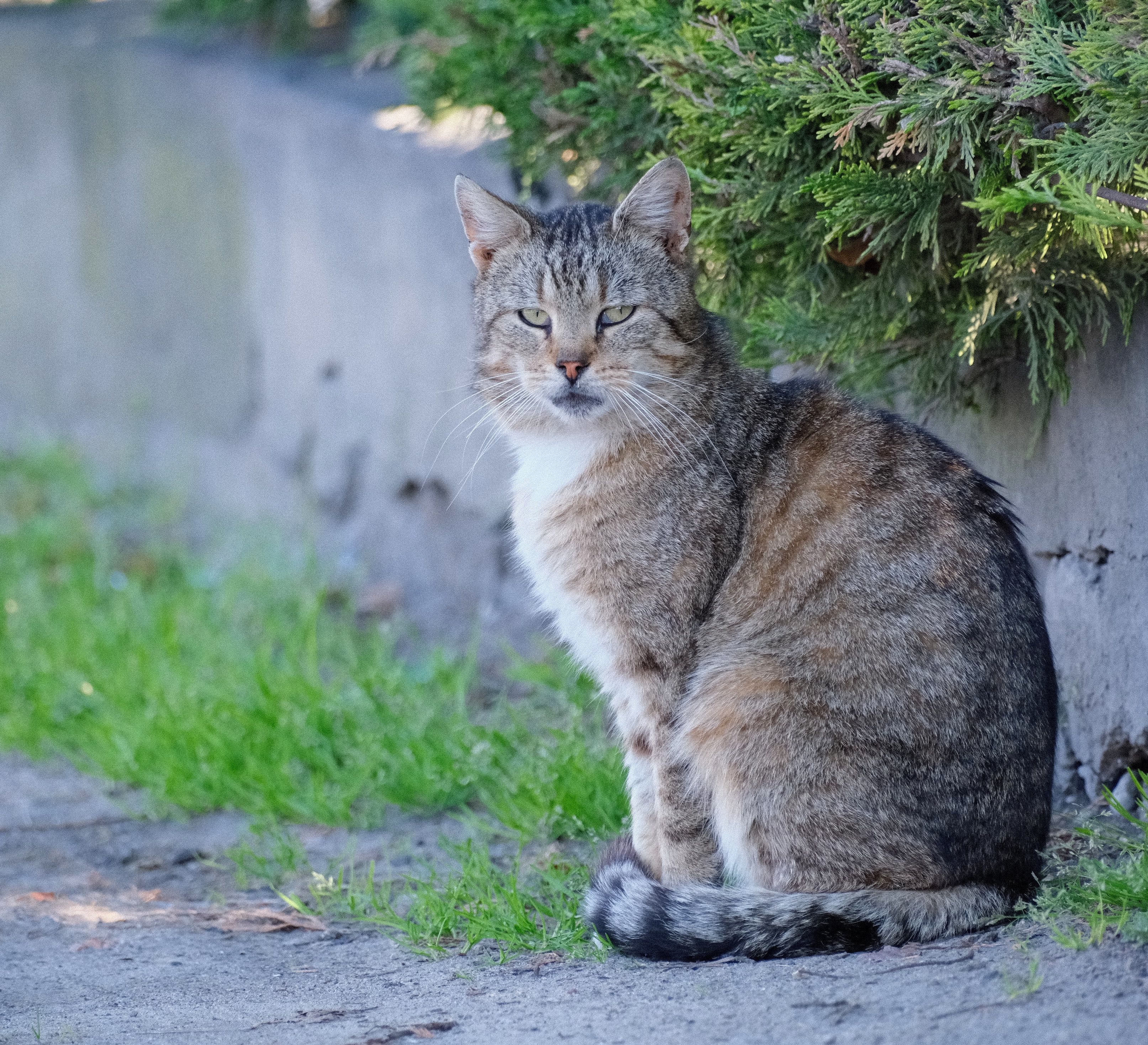 Charming Tabby Cat Relaxing Outdoors in Sunlight · Free Stock Photo