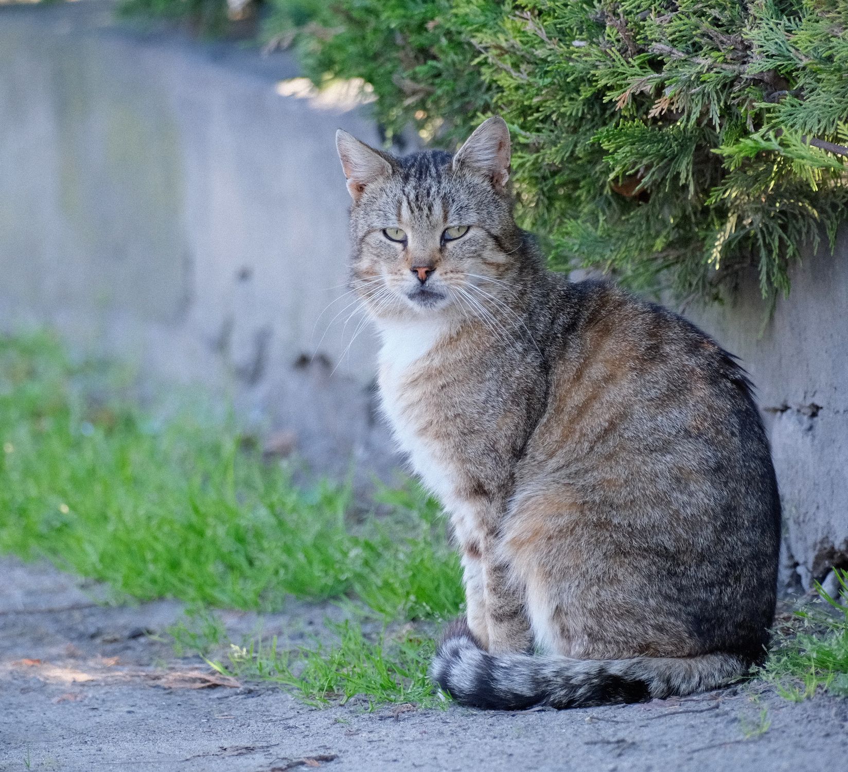 Charming Tabby Cat Relaxing Outdoors in Sunlight · Free Stock Photo