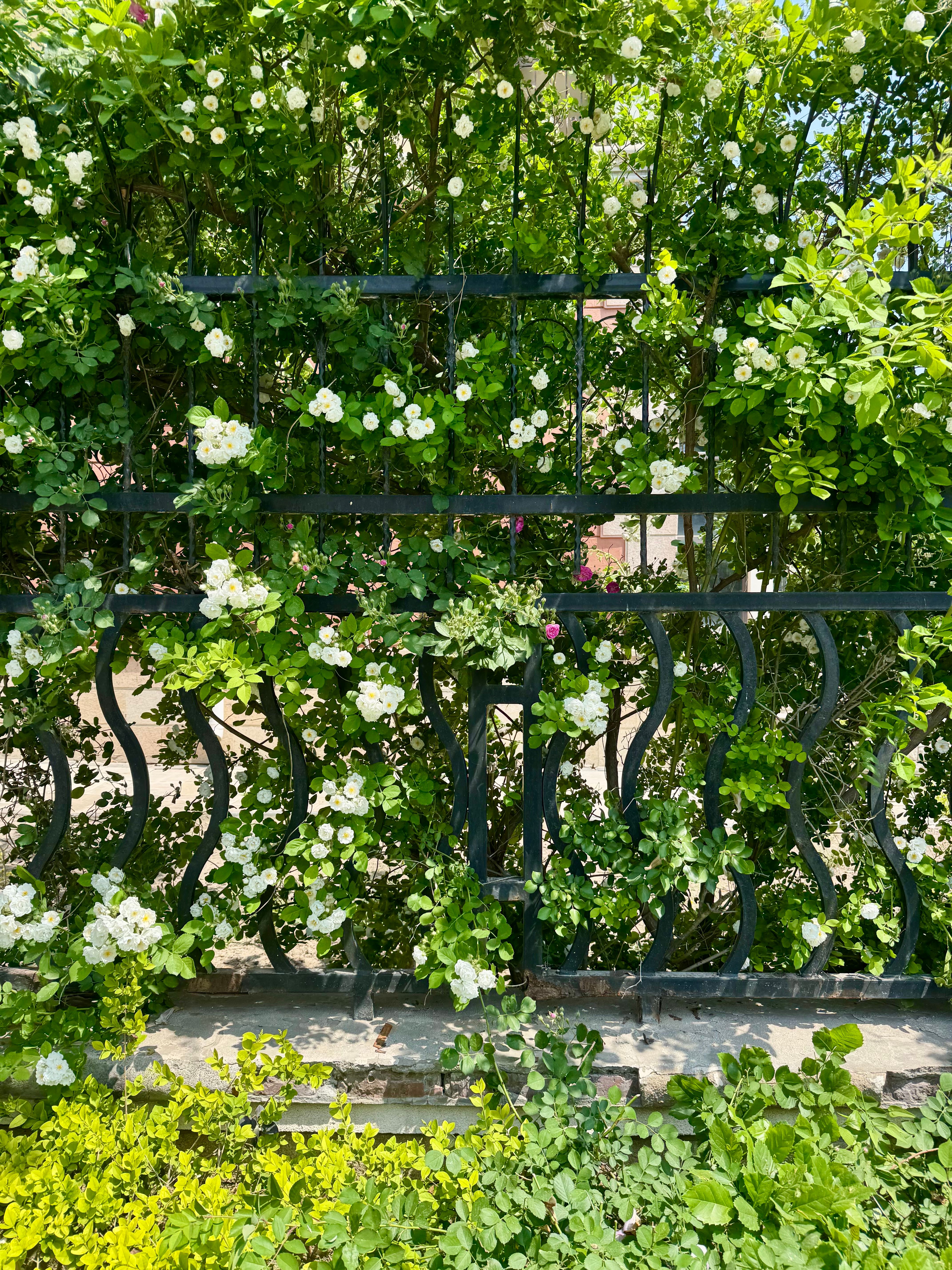 Lush Green Vines and Flowers on Iron Fence · Free Stock Photo