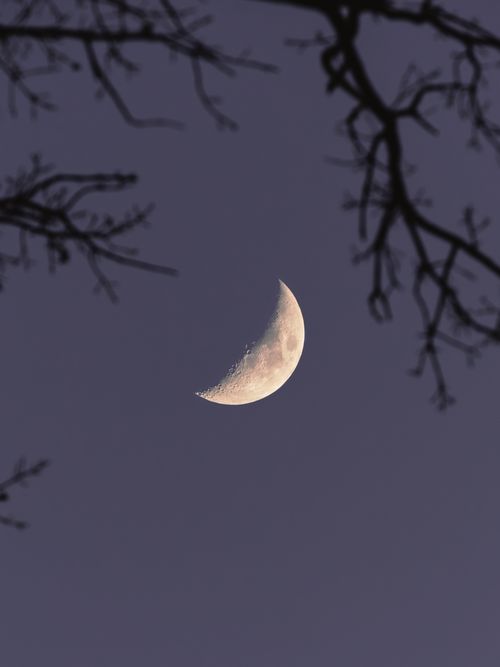 Free Tranquil crescent moon surrounded by silhouetted branches against a dusky night sky. Stock Photo
