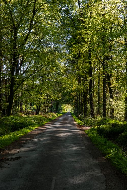 Free A peaceful forest road surrounded by lush green trees under the bright daylight of spring. Stock Photo