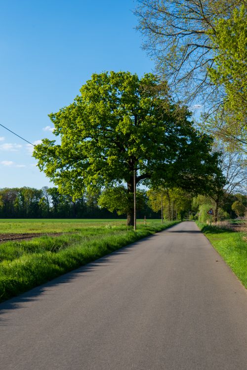Free A tranquil country road lined with lush oak trees under a clear blue sky in spring. Stock Photo
