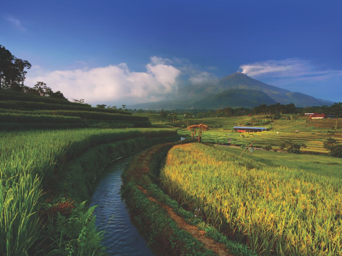Tattva Ubud Retreat & Wellness 1