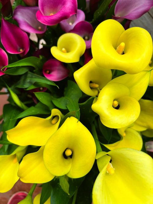 Free flowers  Stock Photo