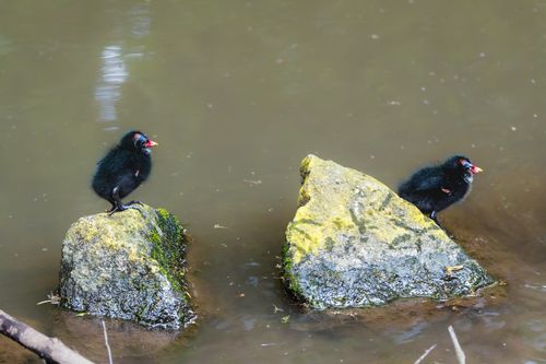Free Close-up of two fluffy moorhen chicks perched on moss-covered rocks in water. Stock Photo