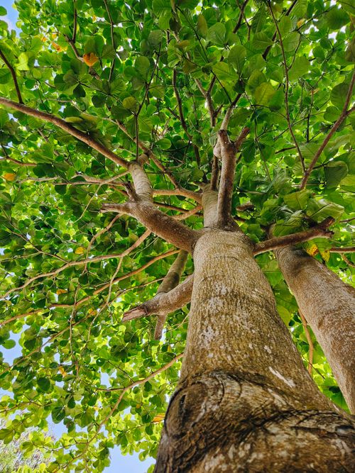 Free A view from below of a lush green tree canopy showing vibrant leaves and sturdy branches. Stock Photo