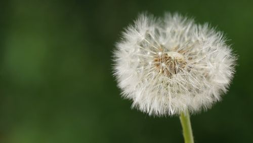 Free A detailed close-up of a dandelion seed head against a vibrant green background. Stock Photo