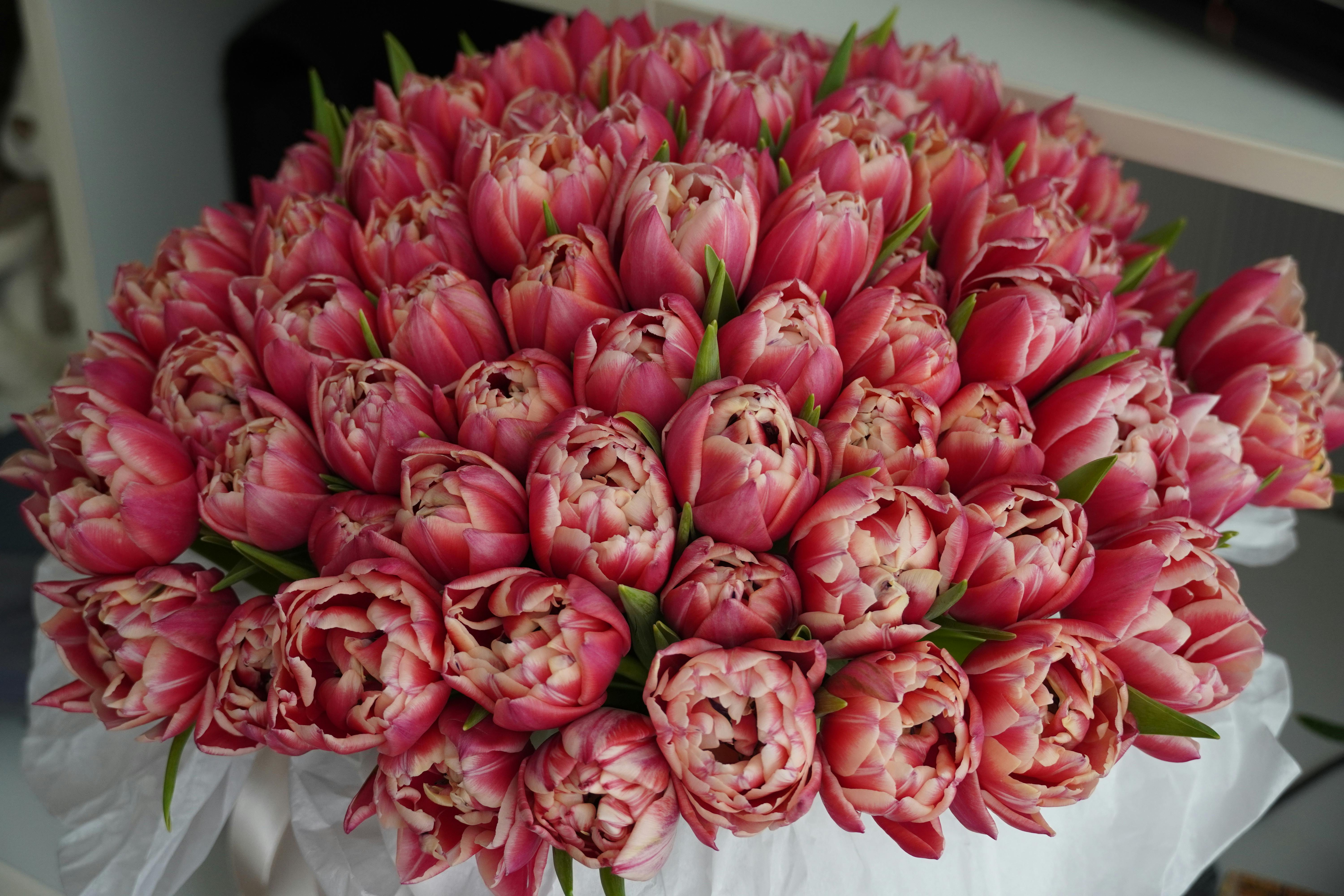 Pink tulips