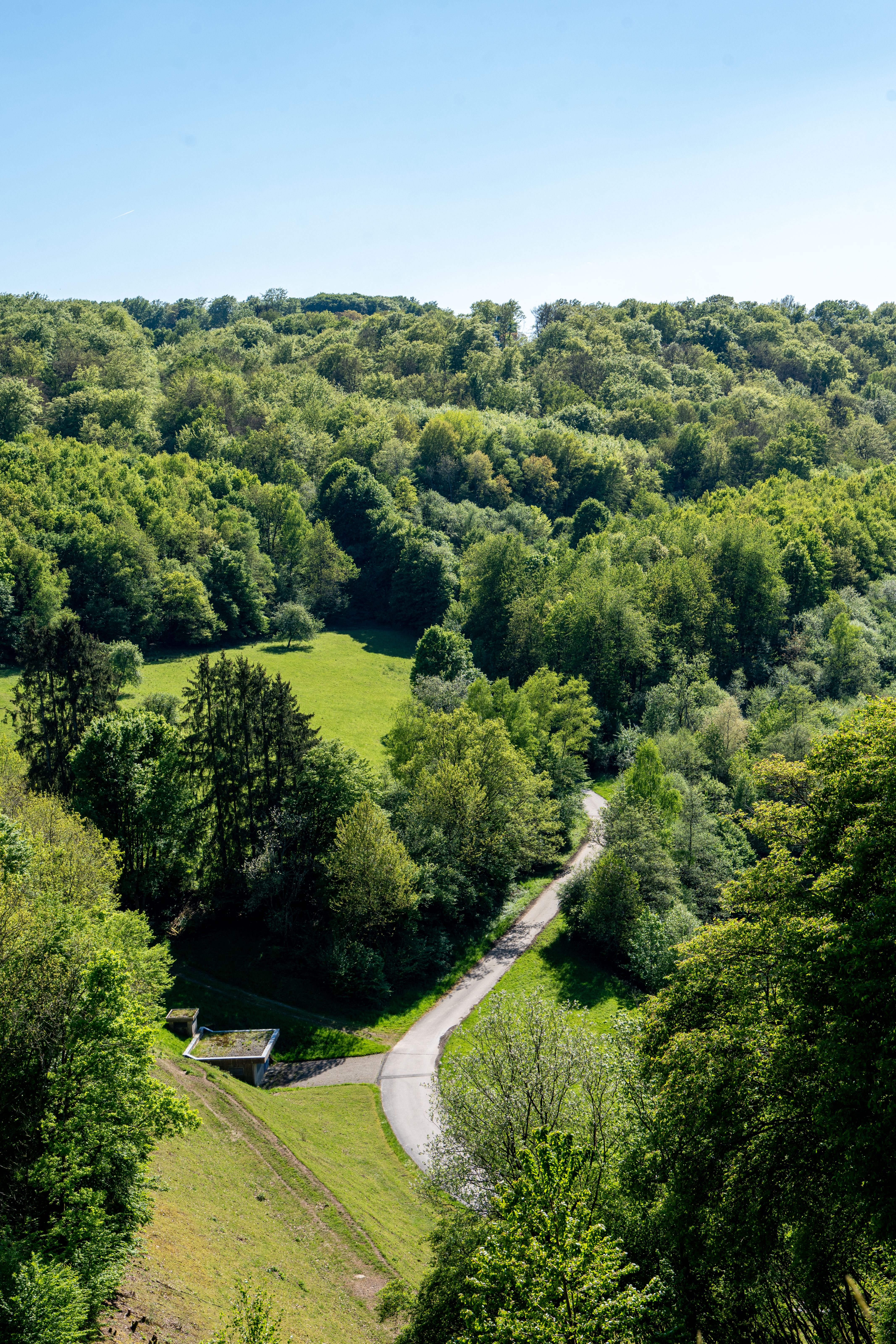 Lush Green Forest and Winding Path in Summer · Free Stock Photo