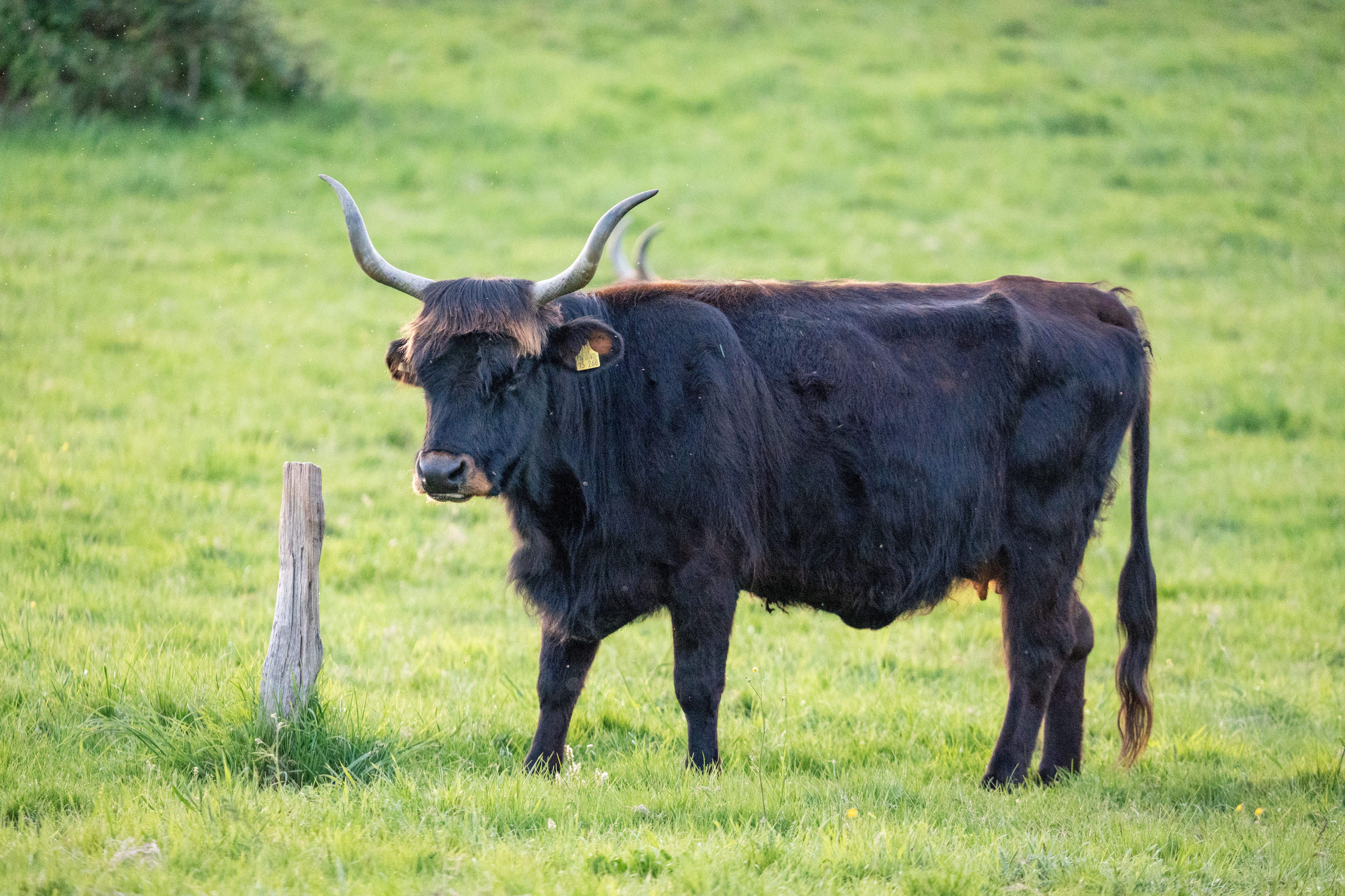 A black cow with impressive horns stands gracefully in a lush green field.