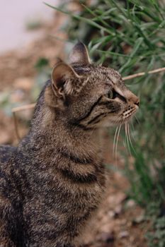 A side profile of a tabby cat in a natural outdoor setting, showcasing its majestic fur and attentive gaze.