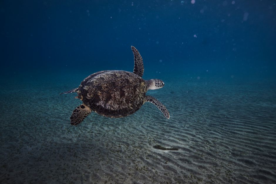 Captivating underwater view of a sea turtle gliding in Marsa Alam, Red Sea.