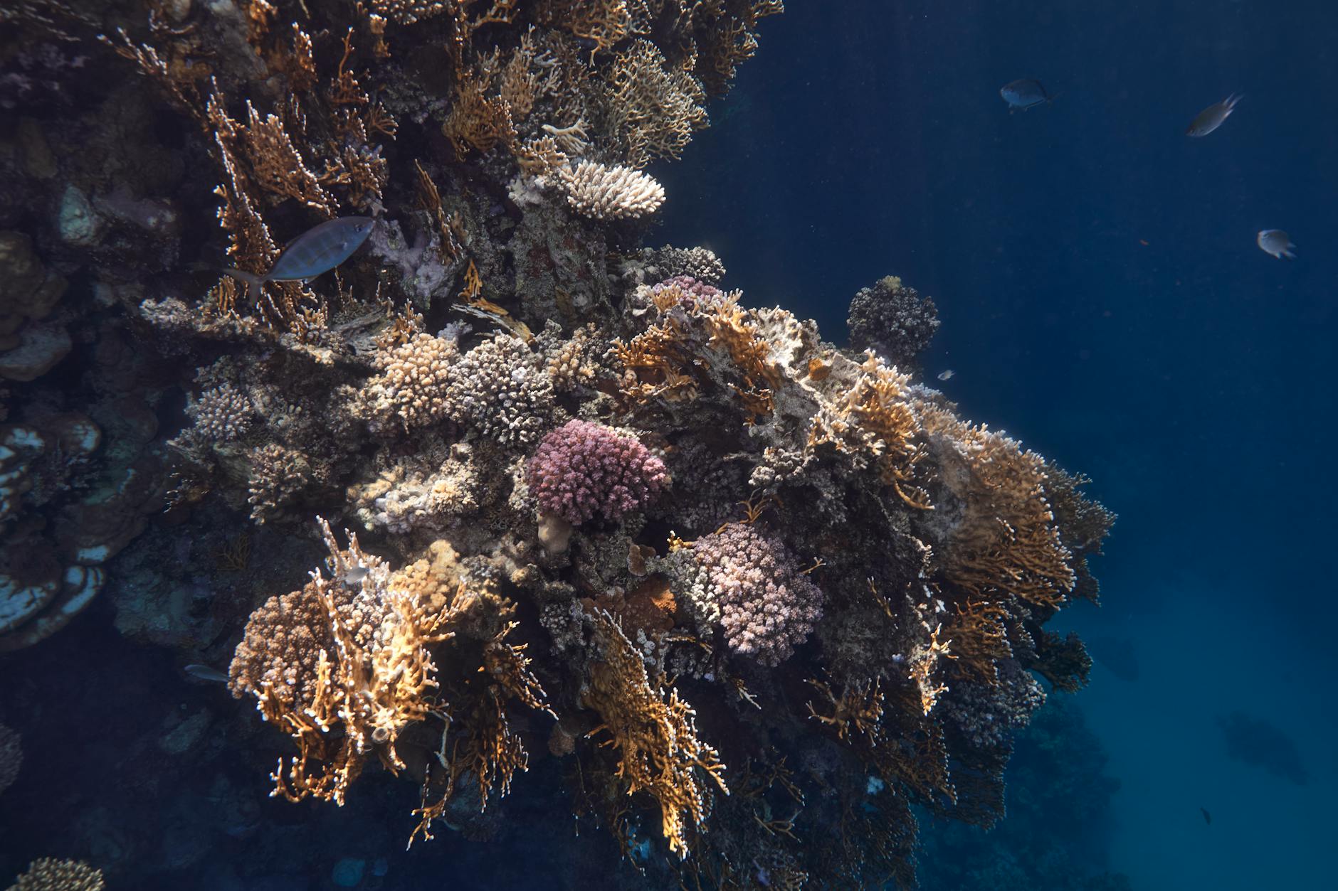 Egypt - St. John's Reef 2